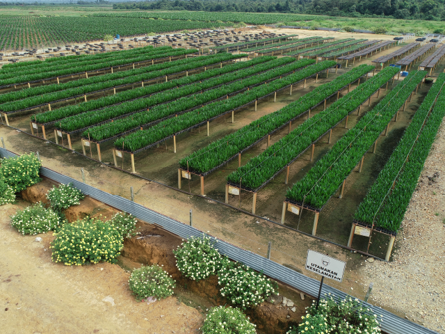 Proses Penjagaan Tapak Semaian